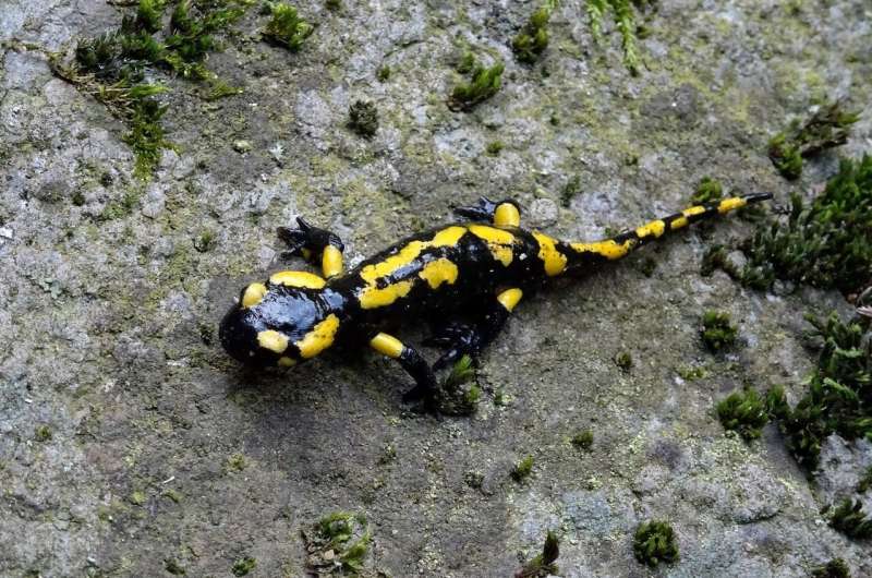 salamander