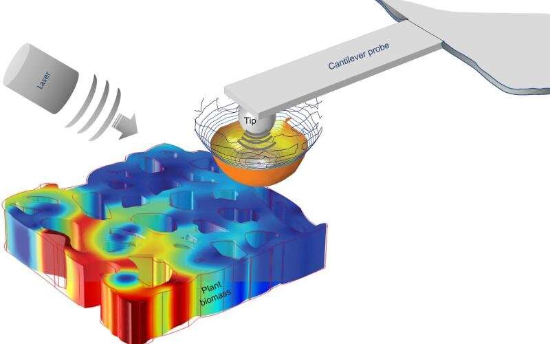 International team visualizes properties of plant cell walls at nanoscale