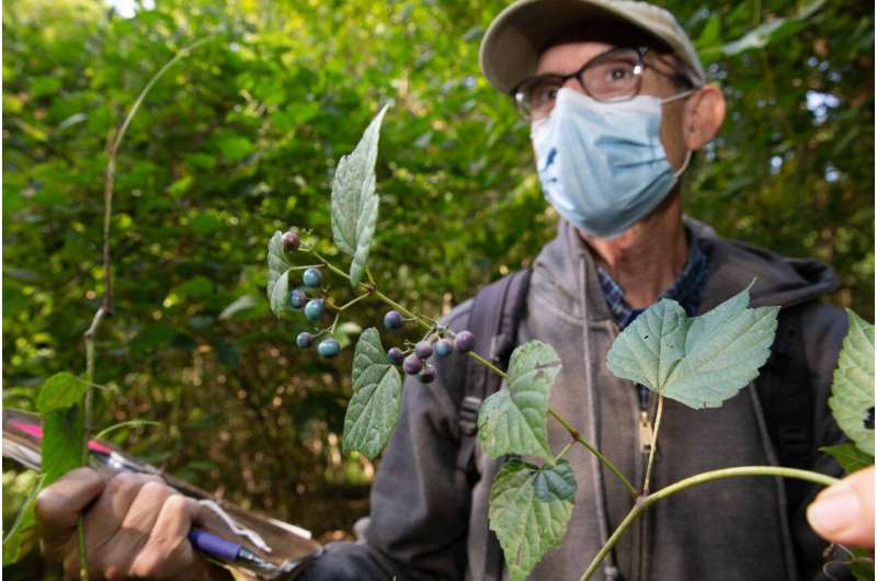 Invasive species are taking over Ohio forests