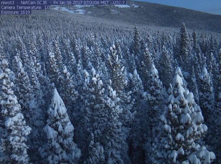 Is there snow in that tree? Citizen science helps unpack snow’s effect on summer water supplies