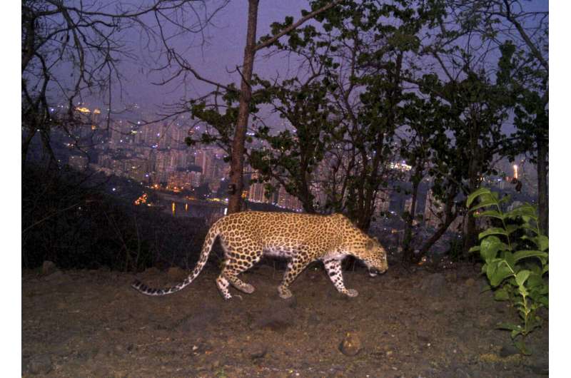 Big cats in urban jungle: LA mountain lions, Mumbai leopards