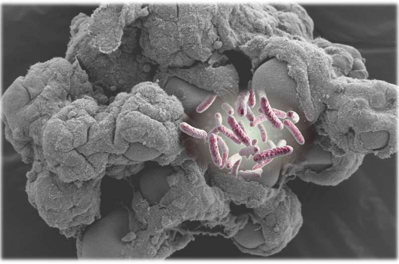 Microgravity analog culture profoundly affects microbial infection process in 3-D human tissue models, a new study finds