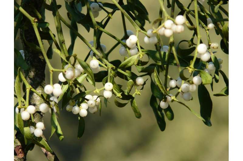 mistletoe