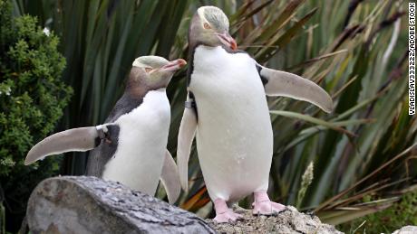 The yellow-eyed penguin is the rarest of penguins, with only about 3,000 remaining in the wild.