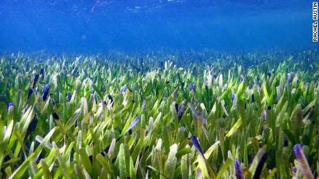 This underwater image shows miles of sprawling seagrass growing in Shark Bay.