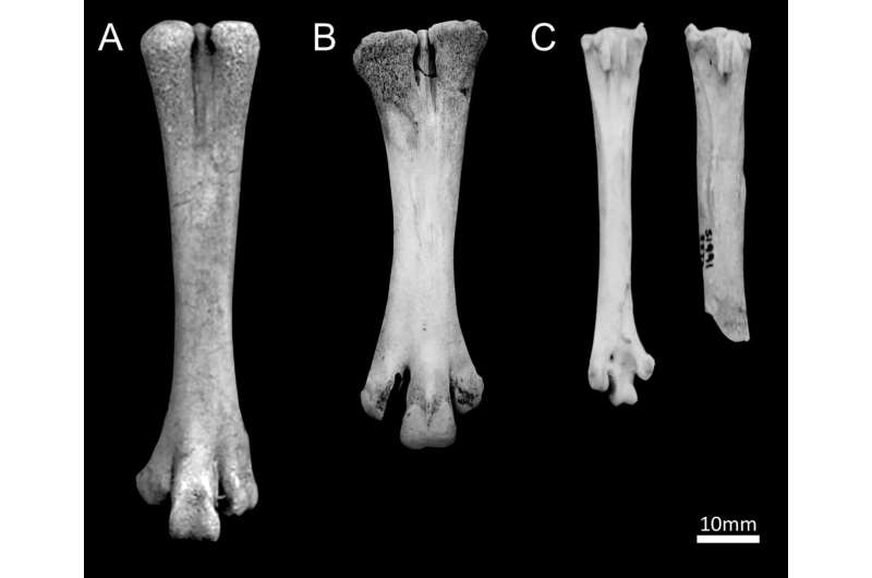 Major new international research reveals new evidence about when, where, and how chickens were domesticated