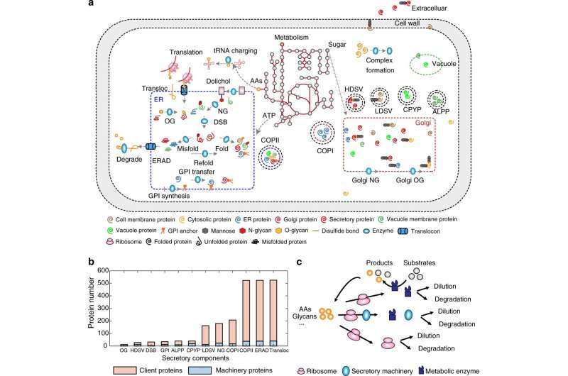 New yeast model can improve protein production