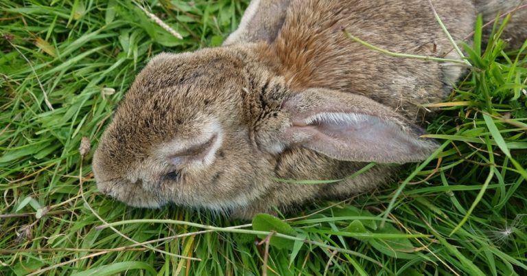 Think All Viruses Get Milder With Time? Not This Rabbit-Killer.