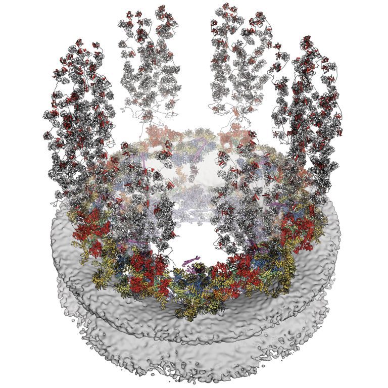 Decoding the Nuclear Pore Complex of the Cell, Atom by Atom