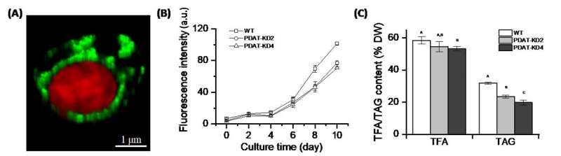 PDAT Regulates Phosphatidylethanolamine as Transient Carbon Sink Alternative to Triacylglycerol in Nannochloropsis----Chinese Ac