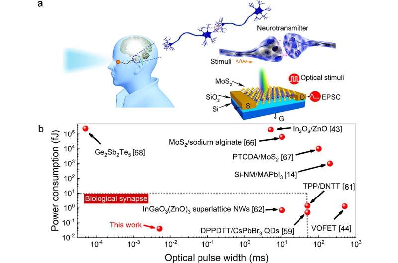 Photonic synapses with low power consumption and high sensitivity are expected to integrate sensing-memory-preprocessing capabil