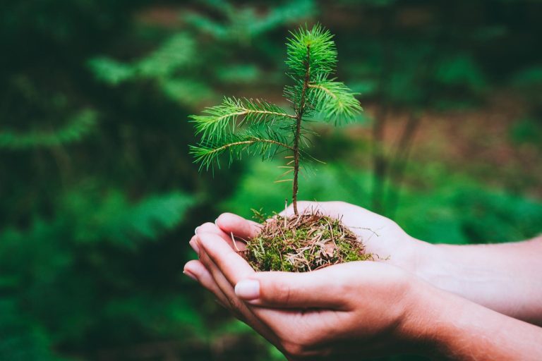 Why Do Plants Grow Towards Light?