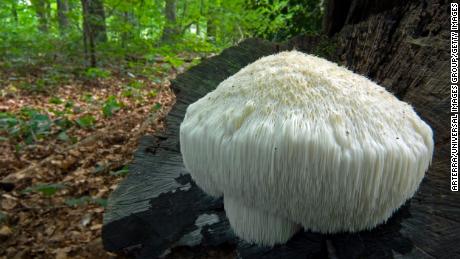 The mycelium, or root-like structure, of Lion&#39;s mane mushroom is part of the &quot;Stamets Stack.&quot;