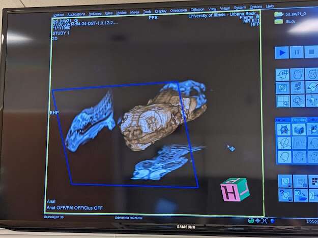 How to MRI your dragon: Illinois researchers develop first bearded dragon brain atlas