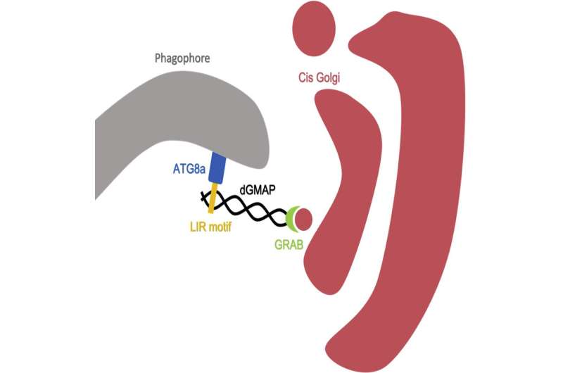 Researchers identify novel cellular process that help us understand the mechanisms of aging-related diseases