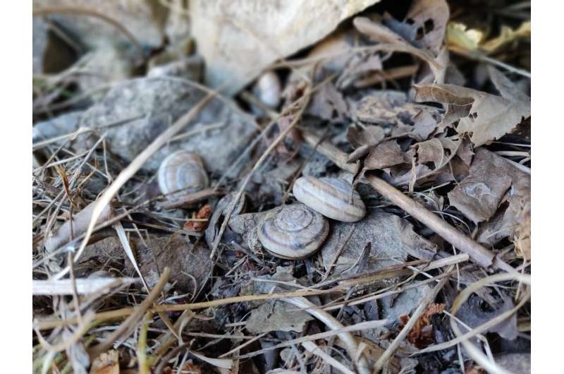 Researchers identify the microbes in 100-year-old snail guts