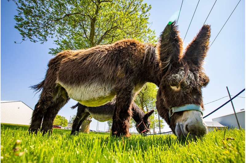 Saving an endangered breed of donkey