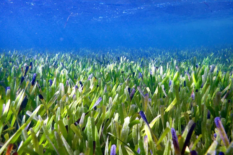 Ribbon Weed (Posidonia australis)