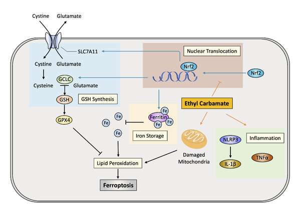 ZJU scientists discover the mechanism for EC-induced toxicity in fermented food