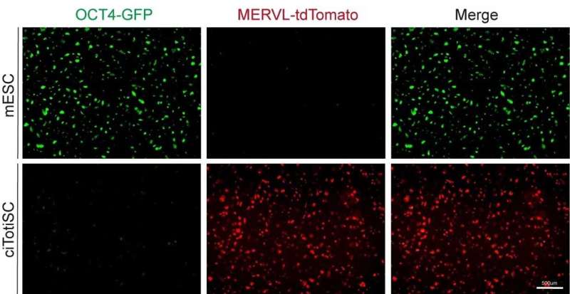 Scientists take the first step to master an all-powerful cell type in the beginning of life