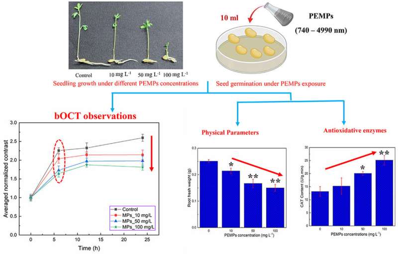 Shedding light on the impact of microplastics on lentil seedling growth