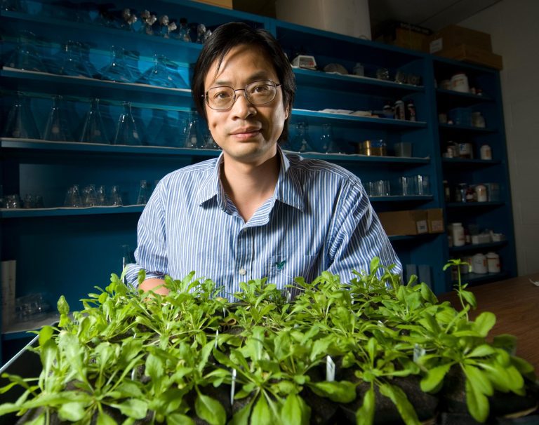 Bolstering Plant Immunity Against the Heat