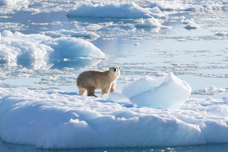 Unique Subpopulation of Greenland Polar Bears Discovered by NASA-Funded Researchers