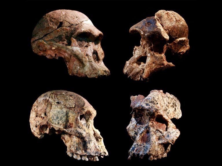 Human Ancestor Fossils in the “Cradle of Humankind” May Be More Than a Million Years Older Than Thought