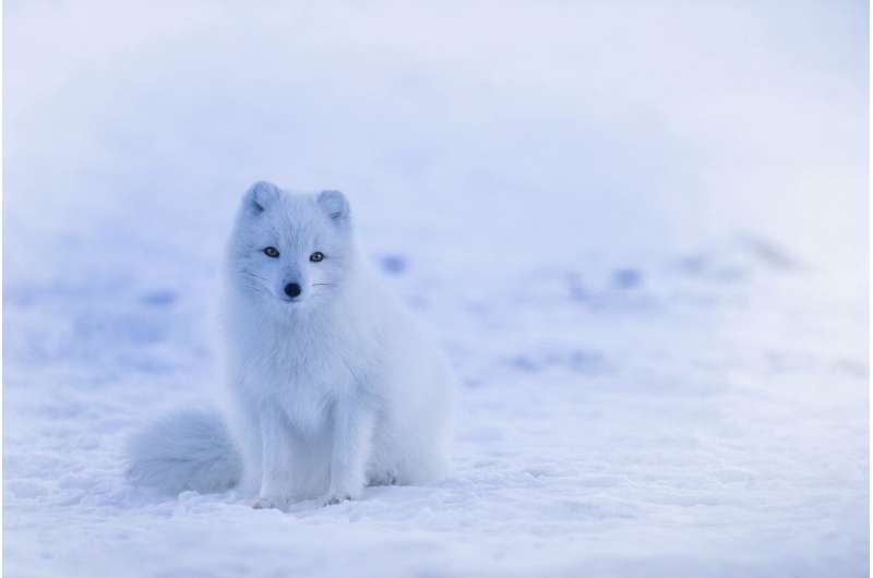 arctic