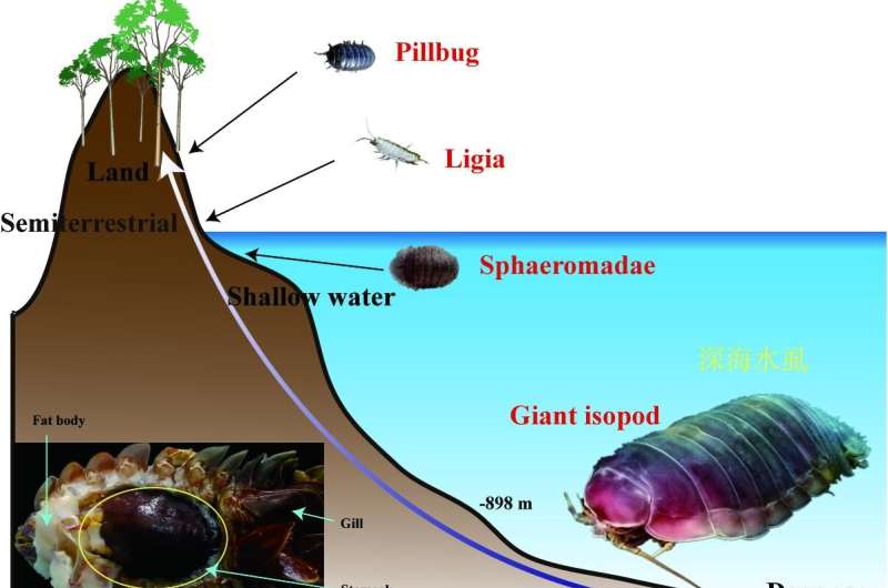 Study reveals the first deep-sea crustacean genome