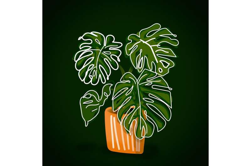 houseplant