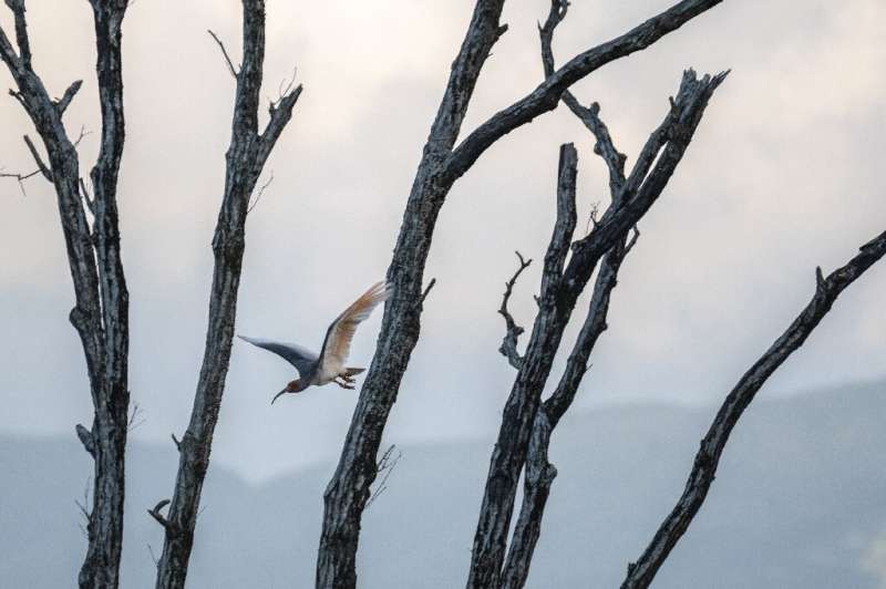 Wild tokis have been brought back from local extinction on Japan's Sado island