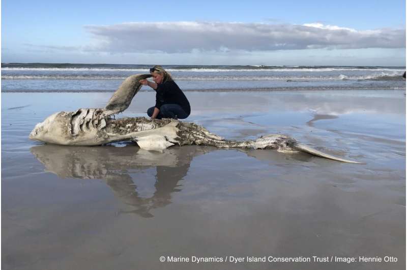 The pair of Orcas deterring Great White Sharks – by ripping open their torsos for livers