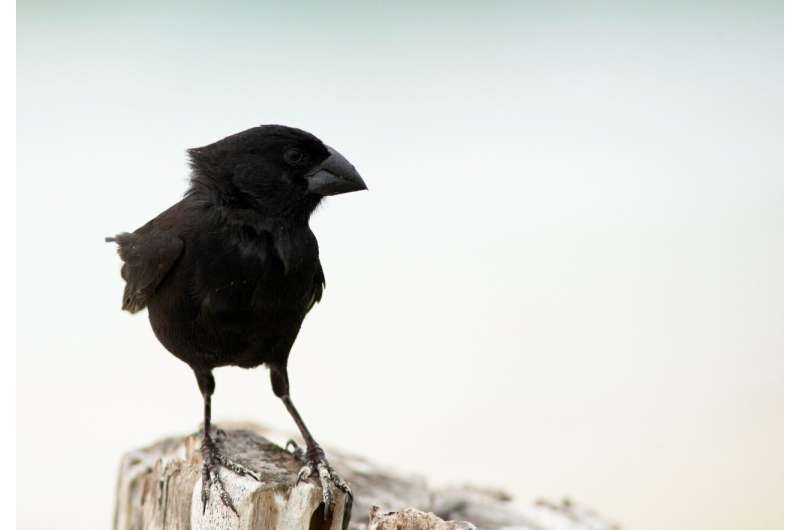 The secret lives of Darwin's finches reveal daily commutes the equivalent of 30 soccer fields