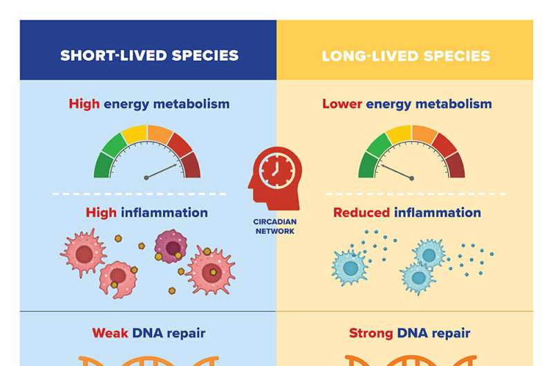 The secret to a longer lifespan? Gene regulation holds a clue