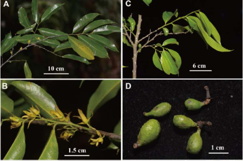 Two new polyalthiopsis species reported from China