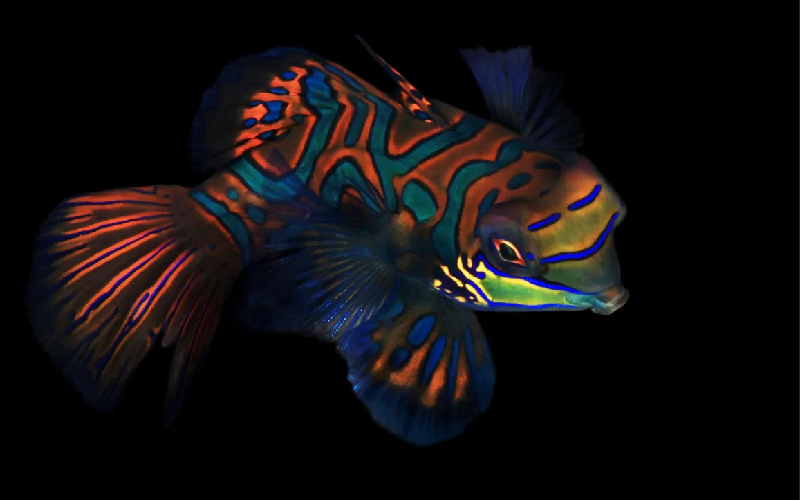 Mandarinfish