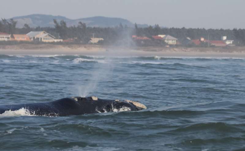 Hidden in plain sight: Syracuse U. biologists say southern right whale habitat choice is key to keeping young calves safe