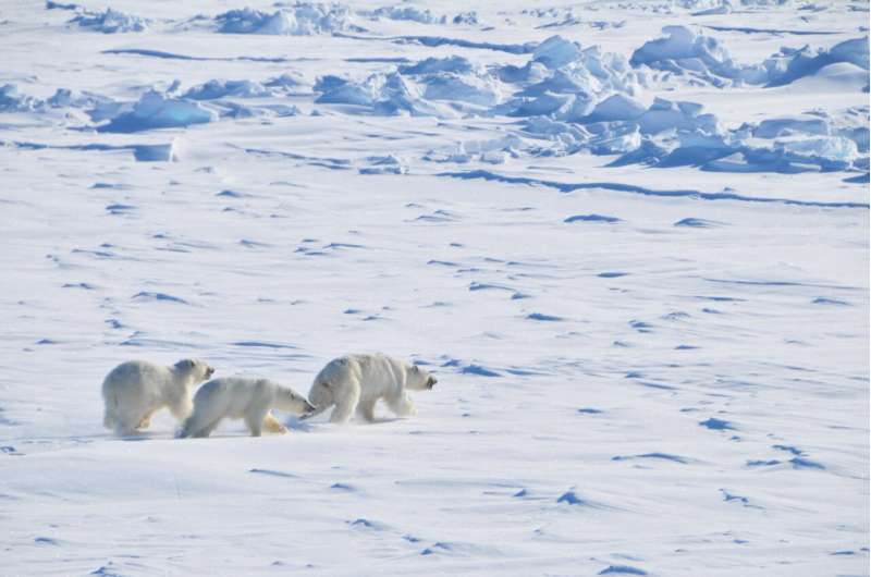 How species form: What the tangled history of polar bear and brown bear relations tells us