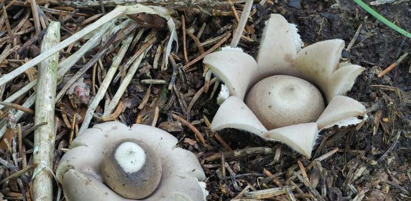 Get out and go fungal: why it's a bumper time to spot our native fungi