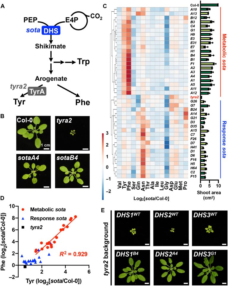 Altered gene helps plants absorb more carbon dioxide, produce more useful compounds