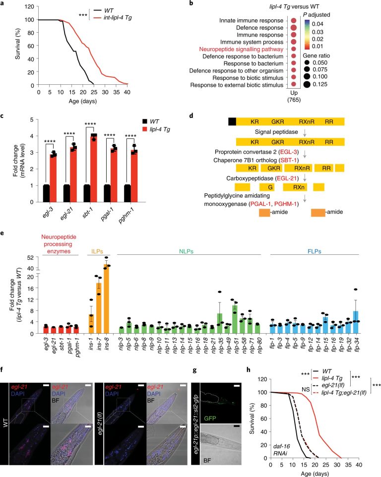 Anti-aging clues lurk in lysosomes, the recycling centers of the cell