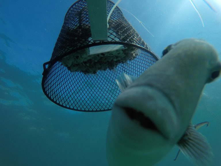 Marine predation intensifies in warmer waters; could reshape ocean communities as climate changes