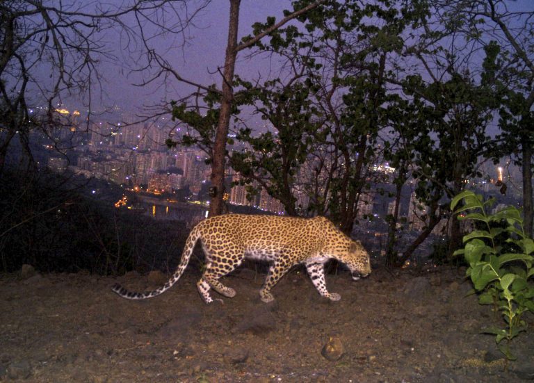 LA mountain lions, Mumbai leopards