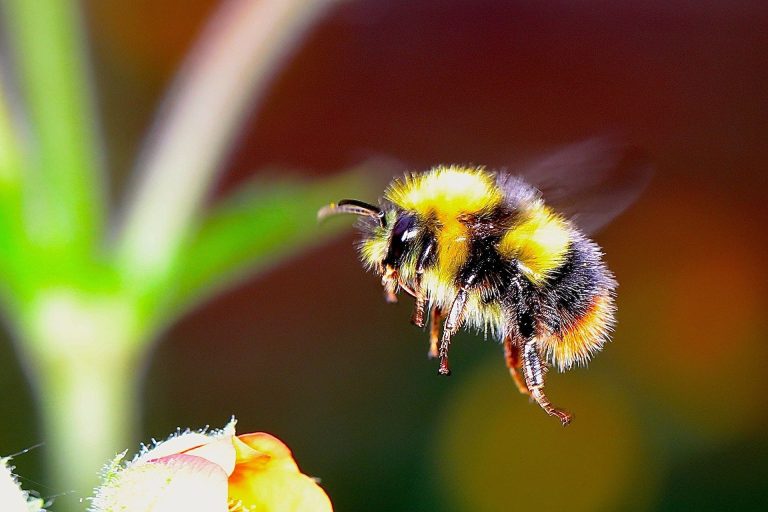 Bumblebees appear to feel pain