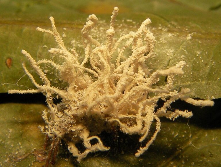 Confirmed new fungus has mysterious origins