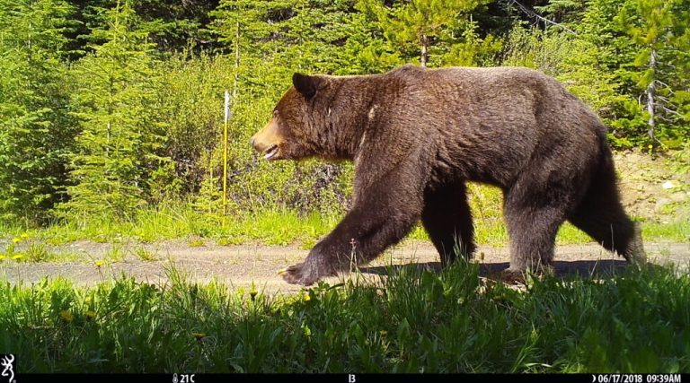 Canada ranks third worldwide in permeable landscapes for wildlife