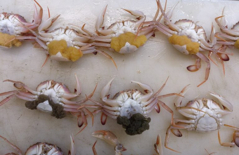 Changes in oceanographic fronts affect the gene flow among marine crab populations