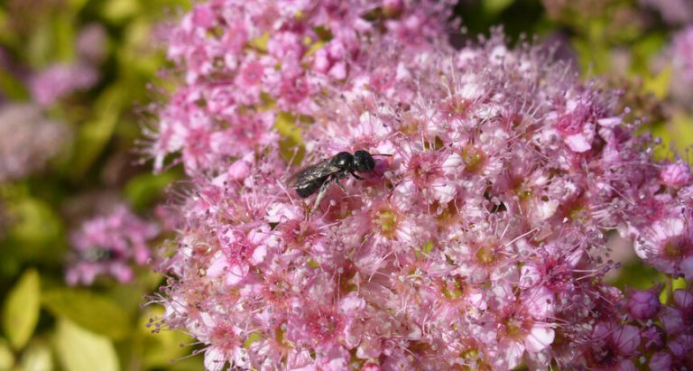 Clues to bee health found in their gut microbiome