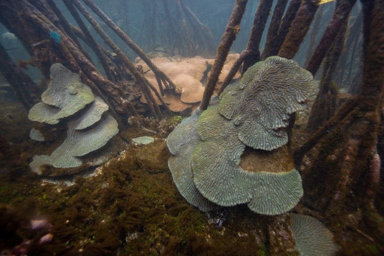 Co-existing mangrove-coral habitats have a new global classification system